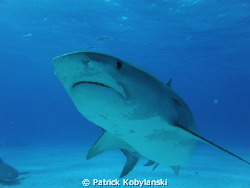 Got any food?    

Some wonderful Tiger Sharks, West En... by Patrick Kobylanski 